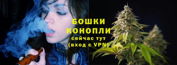 прущие грибы Горно-Алтайск